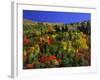 Trees with Fall Foliage-Richard Stockton-Framed Photographic Print