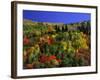 Trees with Fall Foliage-Richard Stockton-Framed Photographic Print