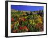 Trees with Fall Foliage-Richard Stockton-Framed Photographic Print