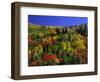 Trees with Fall Foliage-Richard Stockton-Framed Photographic Print