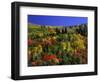 Trees with Fall Foliage-Richard Stockton-Framed Photographic Print