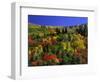 Trees with Fall Foliage-Richard Stockton-Framed Photographic Print