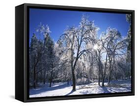 Trees with ice, Spokane County, Washington, USA-Charles Gurche-Framed Stretched Canvas