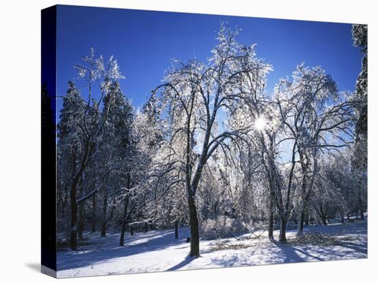 Trees with ice, Spokane County, Washington, USA-Charles Gurche-Stretched Canvas