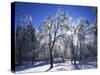 Trees with ice, Spokane County, Washington, USA-Charles Gurche-Stretched Canvas