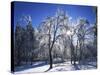 Trees with ice, Spokane County, Washington, USA-Charles Gurche-Stretched Canvas