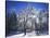 Trees with ice, Spokane County, Washington, USA-Charles Gurche-Stretched Canvas