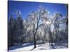 Trees with ice, Spokane County, Washington, USA-Charles Gurche-Stretched Canvas