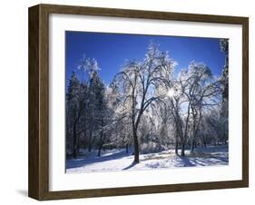 Trees with ice, Spokane County, Washington, USA-Charles Gurche-Framed Premium Photographic Print
