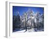 Trees with ice, Spokane County, Washington, USA-Charles Gurche-Framed Premium Photographic Print