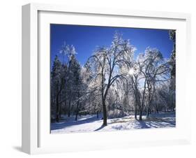 Trees with ice, Spokane County, Washington, USA-Charles Gurche-Framed Premium Photographic Print