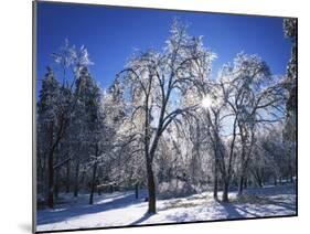 Trees with ice, Spokane County, Washington, USA-Charles Gurche-Mounted Premium Photographic Print