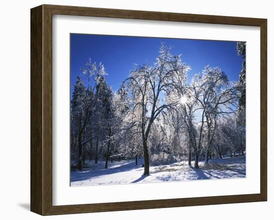 Trees with ice, Spokane County, Washington, USA-Charles Gurche-Framed Photographic Print