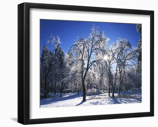 Trees with ice, Spokane County, Washington, USA-Charles Gurche-Framed Photographic Print