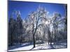 Trees with ice, Spokane County, Washington, USA-Charles Gurche-Mounted Photographic Print