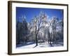 Trees with ice, Spokane County, Washington, USA-Charles Gurche-Framed Photographic Print