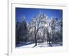 Trees with ice, Spokane County, Washington, USA-Charles Gurche-Framed Photographic Print