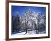 Trees with ice, Spokane County, Washington, USA-Charles Gurche-Framed Photographic Print