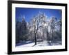 Trees with ice, Spokane County, Washington, USA-Charles Gurche-Framed Photographic Print