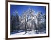 Trees with ice, Spokane County, Washington, USA-Charles Gurche-Framed Photographic Print