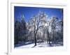 Trees with ice, Spokane County, Washington, USA-Charles Gurche-Framed Photographic Print