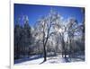 Trees with ice, Spokane County, Washington, USA-Charles Gurche-Framed Photographic Print