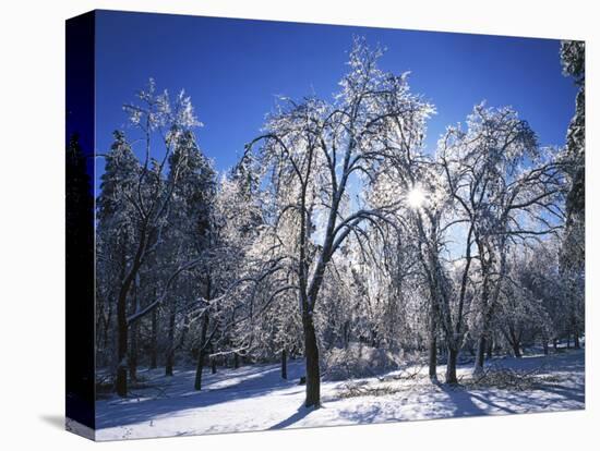 Trees with ice, Spokane County, Washington, USA-Charles Gurche-Stretched Canvas