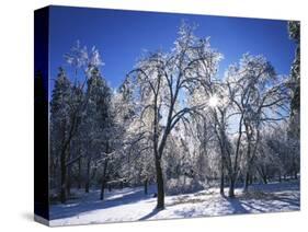 Trees with ice, Spokane County, Washington, USA-Charles Gurche-Stretched Canvas