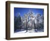 Trees with ice, Spokane County, Washington, USA-Charles Gurche-Framed Photographic Print