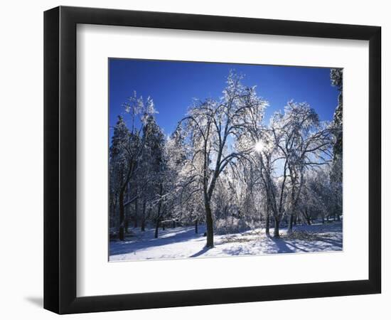 Trees with ice, Spokane County, Washington, USA-Charles Gurche-Framed Photographic Print