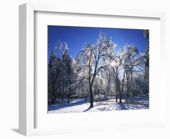 Trees with ice, Spokane County, Washington, USA-Charles Gurche-Framed Photographic Print