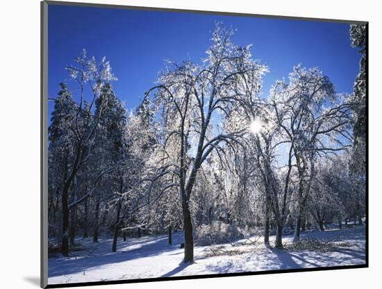 Trees with ice, Spokane County, Washington, USA-Charles Gurche-Mounted Photographic Print