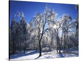 Trees with ice, Spokane County, Washington, USA-Charles Gurche-Stretched Canvas