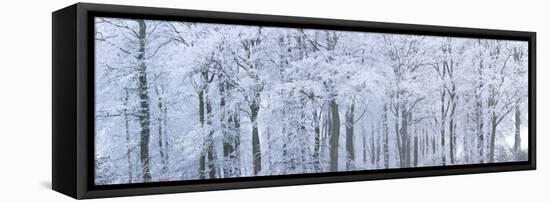 Trees with Snow and Frost, Nr Wotton, Glos, Uk-Peter Adams-Framed Stretched Canvas