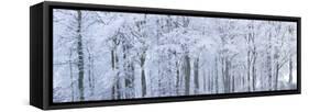 Trees with Snow and Frost, Nr Wotton, Glos, Uk-Peter Adams-Framed Stretched Canvas