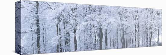 Trees with Snow and Frost, Nr Wotton, Glos, Uk-Peter Adams-Stretched Canvas