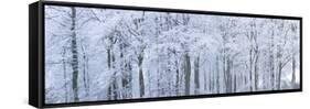 Trees with Snow and Frost, Nr Wotton, Glos, Uk-Peter Adams-Framed Stretched Canvas