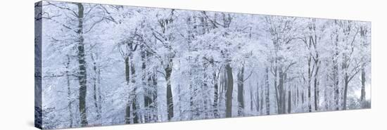 Trees with Snow and Frost, Nr Wotton, Glos, Uk-Peter Adams-Stretched Canvas