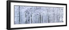 Trees with Snow and Frost, Nr Wotton, Glos, Uk-Peter Adams-Framed Premium Photographic Print