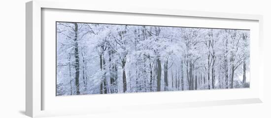 Trees with Snow and Frost, Nr Wotton, Glos, Uk-Peter Adams-Framed Photographic Print