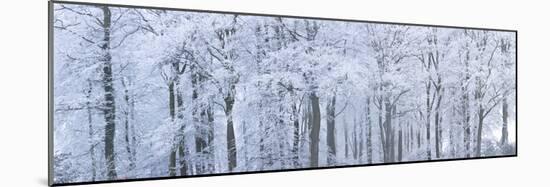 Trees with Snow and Frost, Nr Wotton, Glos, Uk-Peter Adams-Mounted Photographic Print