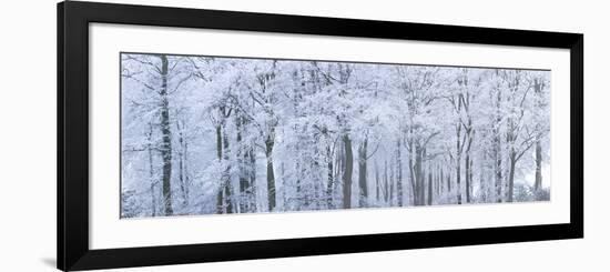 Trees with Snow and Frost, Nr Wotton, Glos, Uk-Peter Adams-Framed Photographic Print