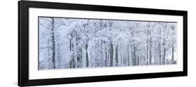 Trees with Snow and Frost, Nr Wotton, Glos, Uk-Peter Adams-Framed Photographic Print