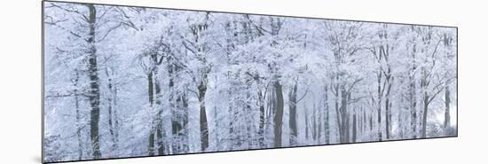 Trees with Snow and Frost, Nr Wotton, Glos, Uk-Peter Adams-Mounted Photographic Print