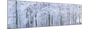Trees with Snow and Frost, Nr Wotton, Glos, Uk-Peter Adams-Mounted Photographic Print