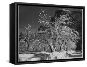 Trees With Snow On Branches "Half Dome Apple Orchard Yosemite" California. April 1933. 1933-Ansel Adams-Framed Stretched Canvas