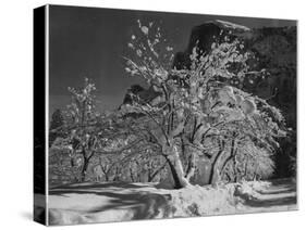 Trees With Snow On Branches "Half Dome Apple Orchard Yosemite" California. April 1933. 1933-Ansel Adams-Stretched Canvas