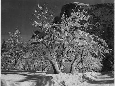 https://imgc.allpostersimages.com/img/posters/trees-with-snow-on-branches-half-dome-apple-orchard-yosemite-california-april-1933-1933_u-L-Q19RKPL0.jpg?artPerspective=n