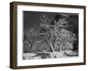 Trees With Snow On Branches "Half Dome Apple Orchard Yosemite" California. April 1933. 1933-Ansel Adams-Framed Art Print