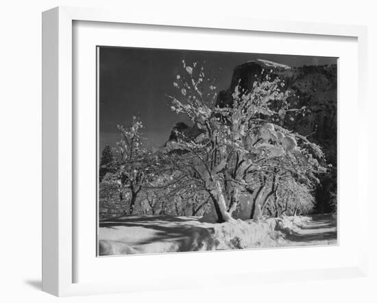 Trees With Snow On Branches "Half Dome Apple Orchard Yosemite" California. April 1933. 1933-Ansel Adams-Framed Art Print